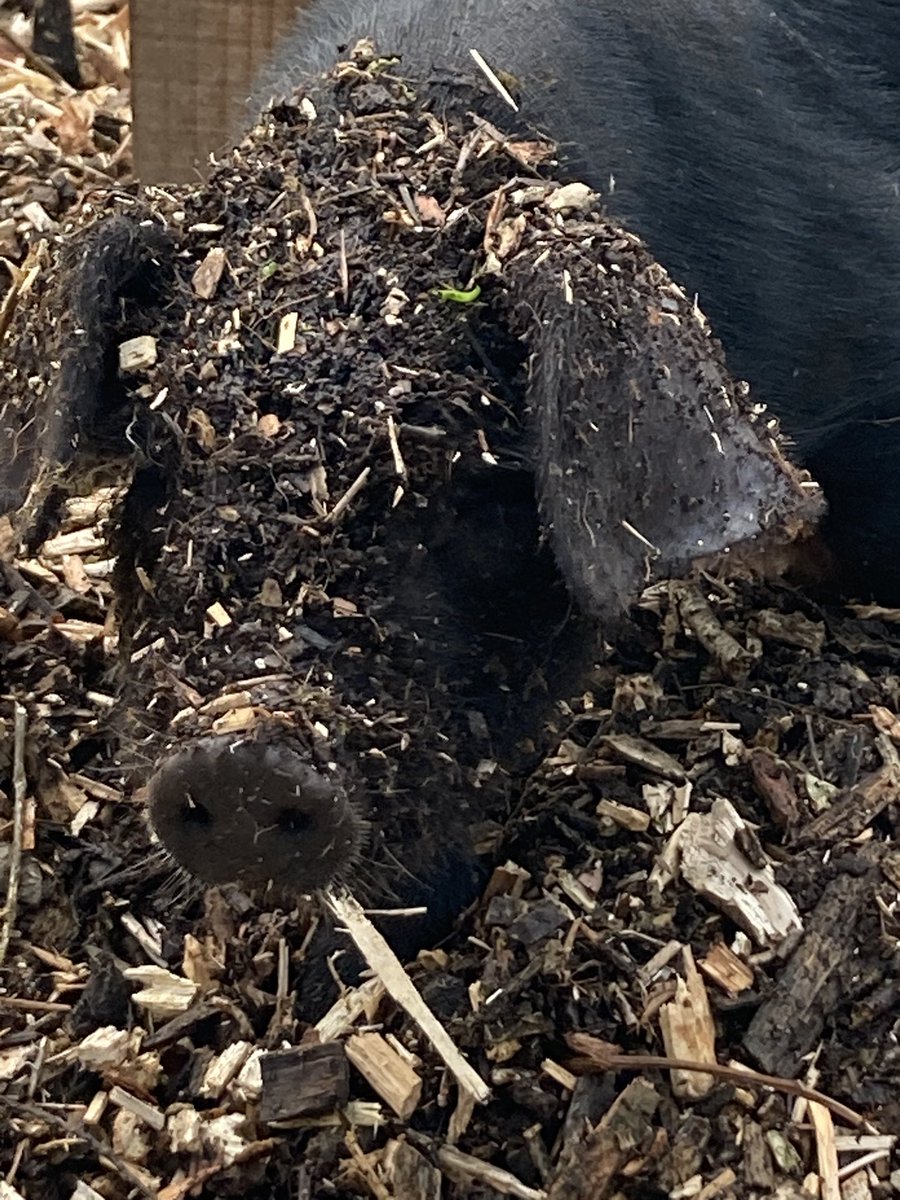 New group of pigs have arrived #farming