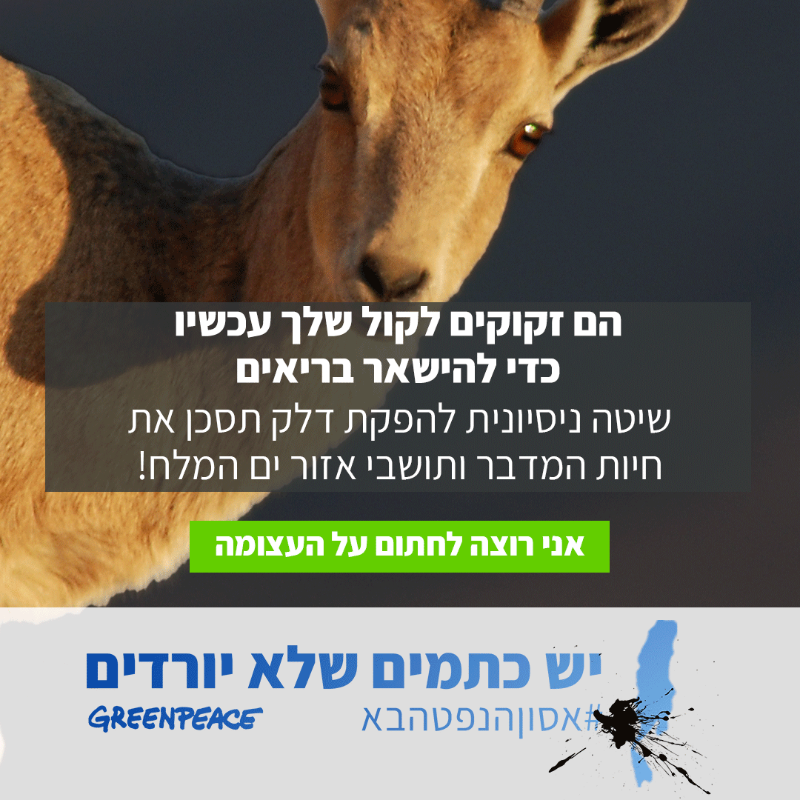 GreenpeaceISR's tweet photo. 🚨 אזור ים המלח בסכנה! 🚨

שותפות רא”מ מקדמת בשקט תכנית הרסנית ומזהמת באזור ים המלח, שעלולה לאשר הפקת נפט מפצלי שמן יחד עם שריפת פלסטיק - תהליך שלא נוסה מעולם ברמה מסחרית.

👉 הצטרפו אלינו במאבק על עתיד ים המלח