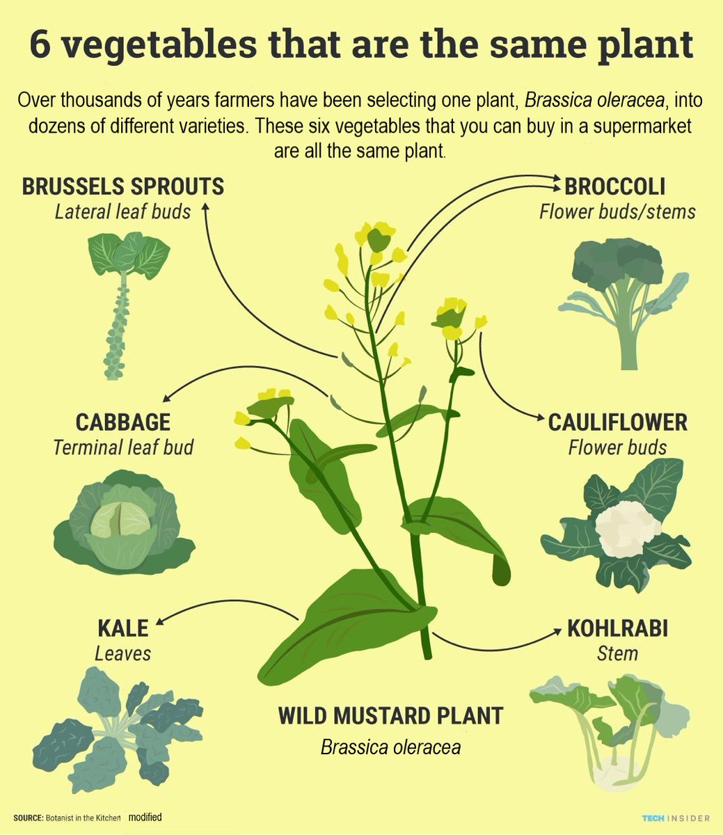 Botanical University Challenge (@bucbotany) on Twitter photo Vegetables, all related to #cabbage. Important food all year round but especially those available in winter and early spring. Developed by encouraging different parts of the wild cabbage plant to become larger, more tasty, less bitter and softer. <a href="/John_in_Aber/">John Warren</a> Vegetables, all related to #cabbage. Important food all year round but especially those available in winter and early spring. Developed by encouraging different parts of the wild cabbage plant to become larger, more tasty, less bitter and softer. <a href="/John_in_Aber/">John Warren</a>