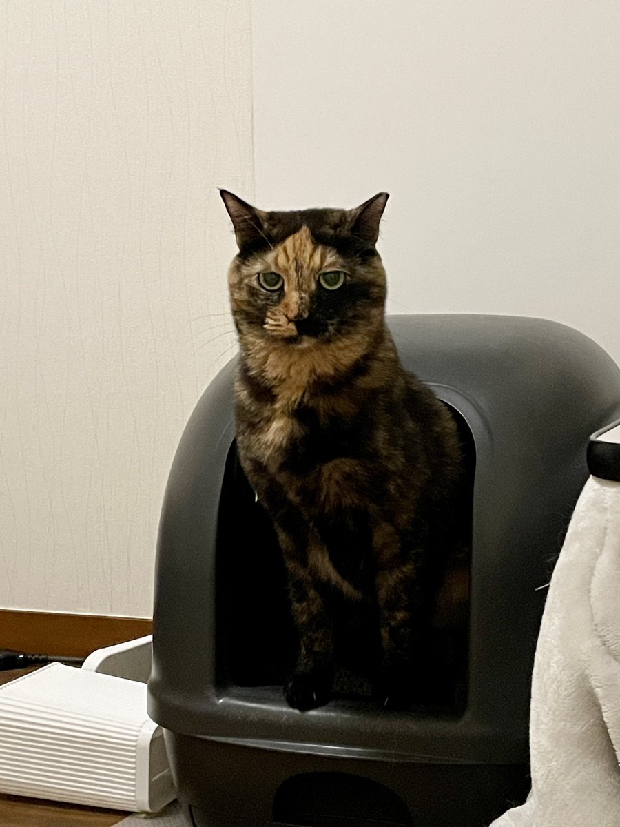 Tora_Azuki's tweet photo. 835日目。本気モードのあず、毛玉モードのあず
#ねこ #猫 #あずき #とらじろう #つぶあん #本気 #毛玉 #サビ猫 #猫のいる暮らし #cat #adoptedcat #decate #fluffy #tortie #catlife https://t.co/SaRxQUDZMF