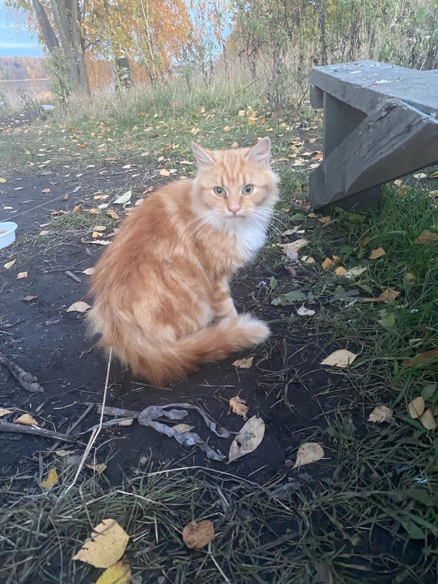 🆘🆘🆘Питер! срочно сос молния! нужен дом или передержка для котика! молоденький котик, очень красивый, погибает на Неве! укрытий там нет, совсем. по ночам уже очень холодно. пожалуйста, помогите спасти 🥺🙏

для связи напрямую:
+79112441494 Марина