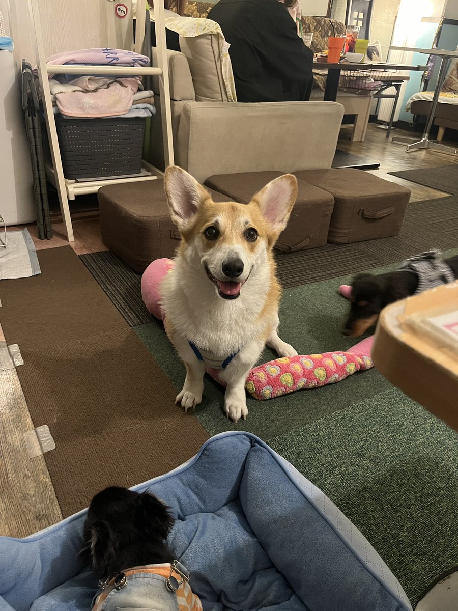 krm_htt's tweet photo. 4ヶ月のｴｹﾁｪﾝの体力は無限なので犬カフェに駆け込むことが多くなった🙃
ころもの時もそうだったけど赤ちゃんの時って常に動いてるから静止画に収めること難しいな😮‍💨笑 https://t.co/Uf8kvC1NsN