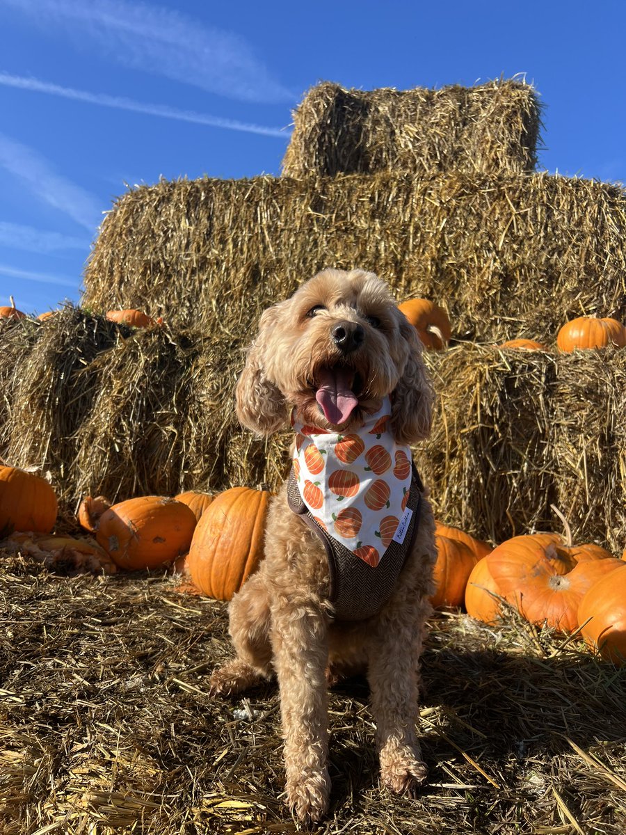 The cutest in the patch 🧡🎃🐶🍂