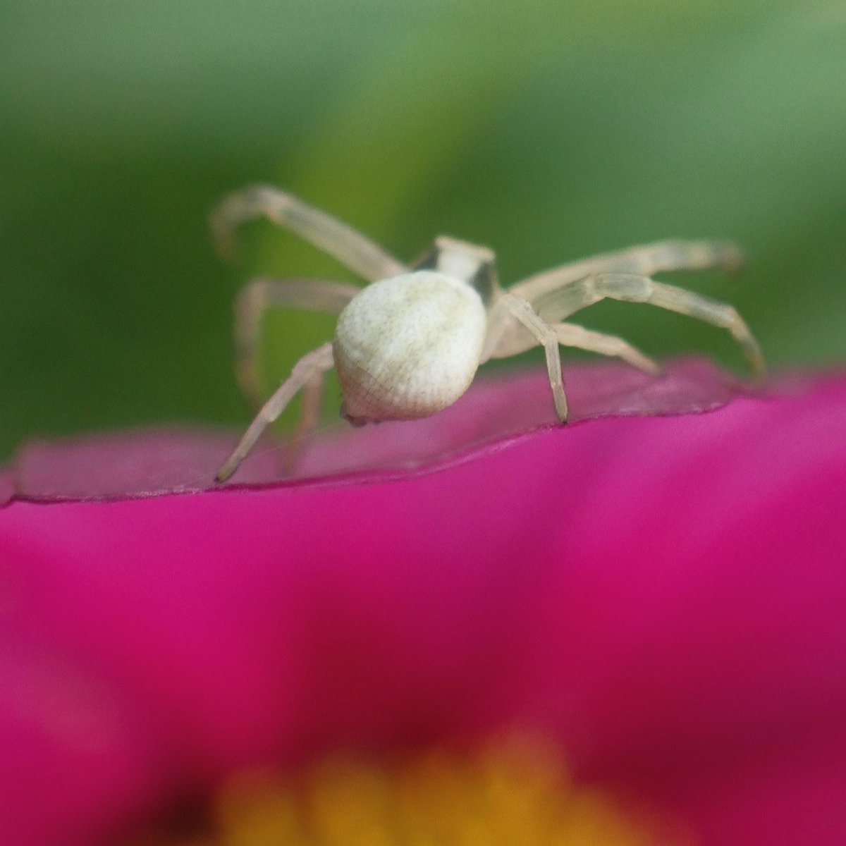 Aldor's tweet photo. Insectes du @MNHN82058041 https://t.co/IAzm4n3laY
