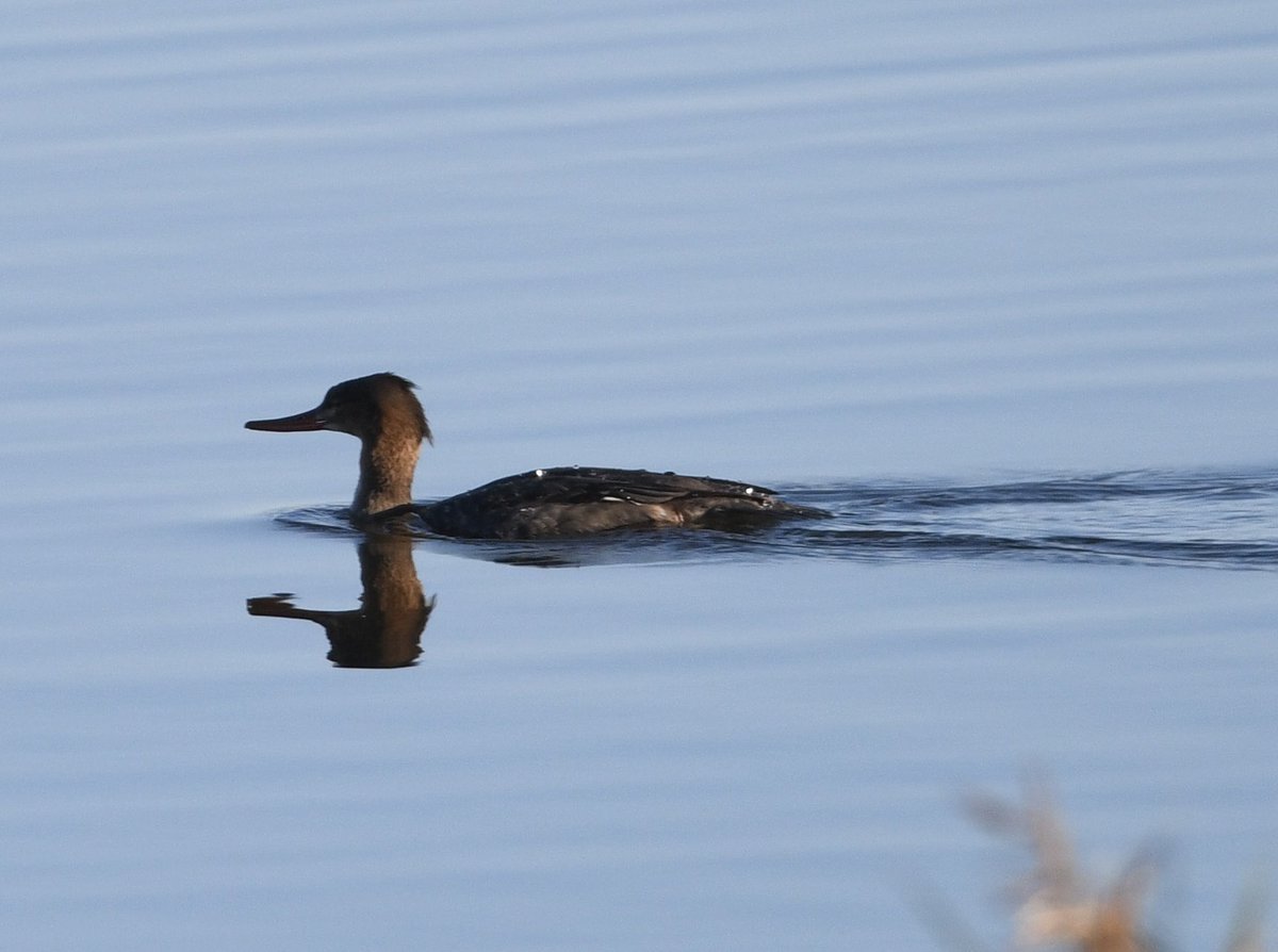 Rfgettings's tweet photo. Red breasted merganser at @RSPBLangford this morning.
@NottsBirders 
#langford #merganser https://t.co/bTCiL4njmk