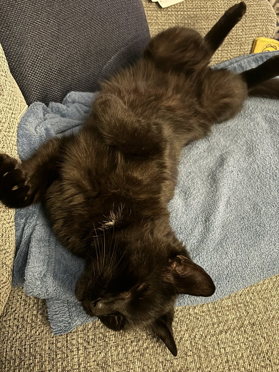 Apparently it’s #BlackCatAppreciationDay so here is a picture of Mylo in his favourite position and currently recovering from being bitten by a squirrel! #BlackCat