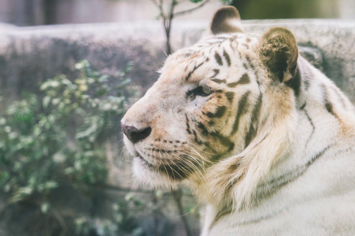 ryontaEx's tweet photo. #東武動物公園アカペラストリート 
無事終演しました！！🐯

『動物園×遊園地×アカペラ』という全く新しい非日常空間を、メンバーみんなで楽しんでもらえていたらとても嬉しいです！！

またいつの日か開催できたらいいなと思います！
ありがとうございました！！🐻 https://t.co/qGVLzh3TKh