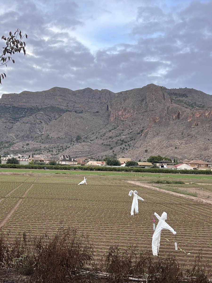 Pat__a's tweet image. Orihuela y sus espantapájaros