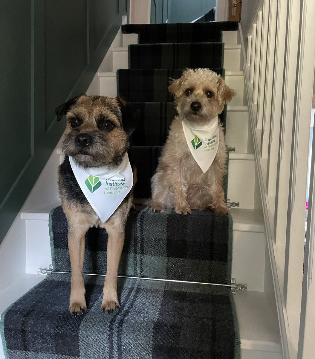 KmaLibrary's tweet image. My boys wearing their @TMETrust neckerchiefs from our PL day! @KibMeadAcad @DrPThompson 
#dogslookingdapper