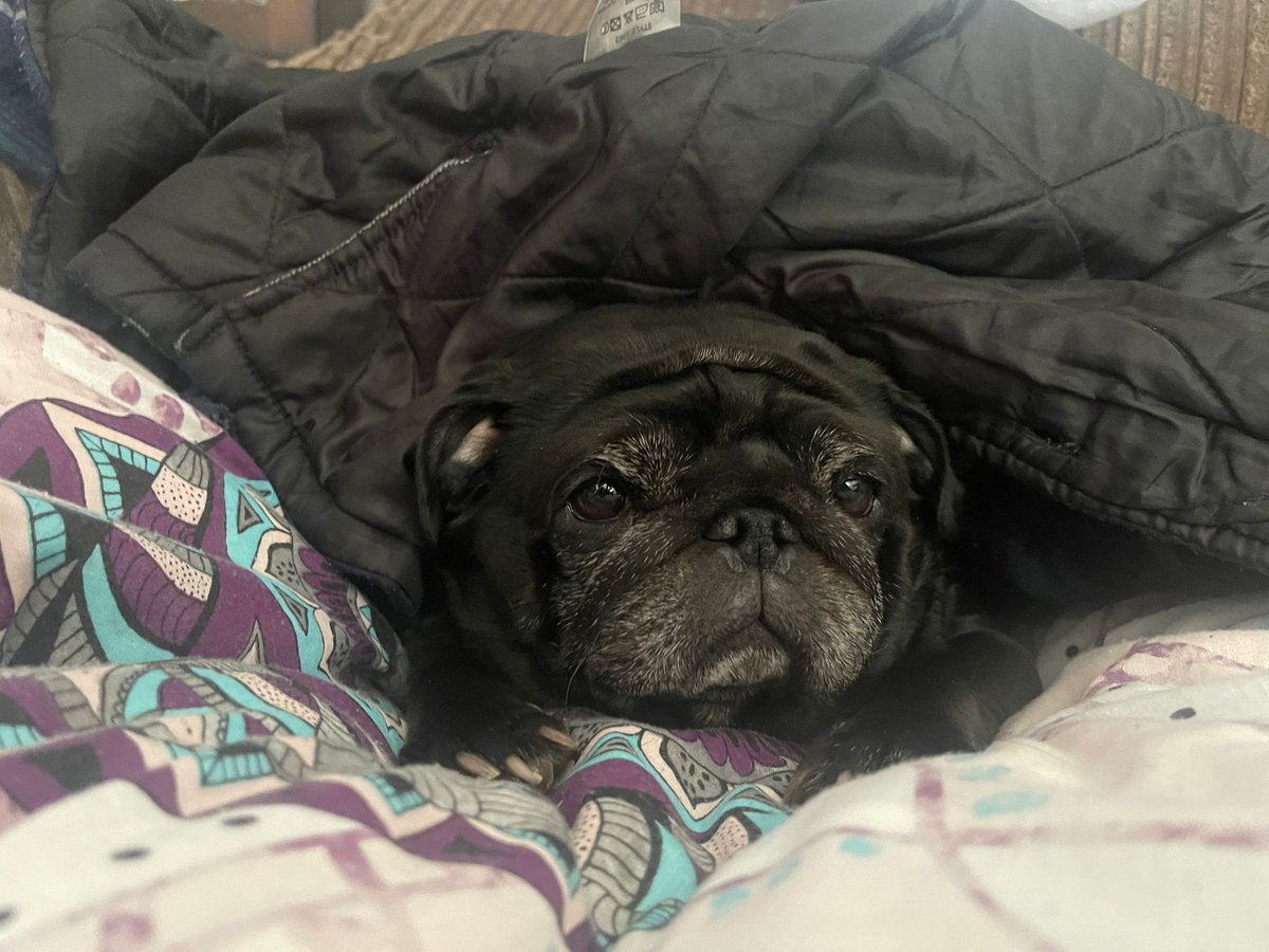 Don't you just love it when your dog is laid next to you on the settee. Then all of a sudden she farts and fucks off over the other side of the settee to get clean air, meanwhile leaving me in the green fog to suffer. Thankyou Ellie I love you too.