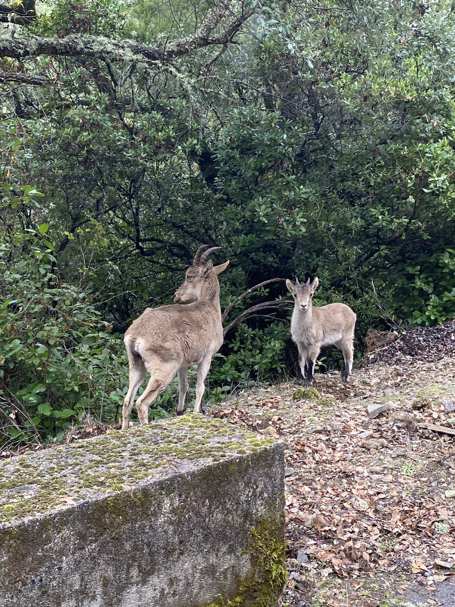 ASP2024's tweet photo. Hello friends! ��🏻

Yesterday we were organising our excursion to Las Batuecas to have everything ready! 🚌⛰️

We had some unexpected companions that we hope will be with us during the excursion 🐐📸

We are looking forward to your visit to the site! 🤗 https://t.co/s6s4gl2aCh