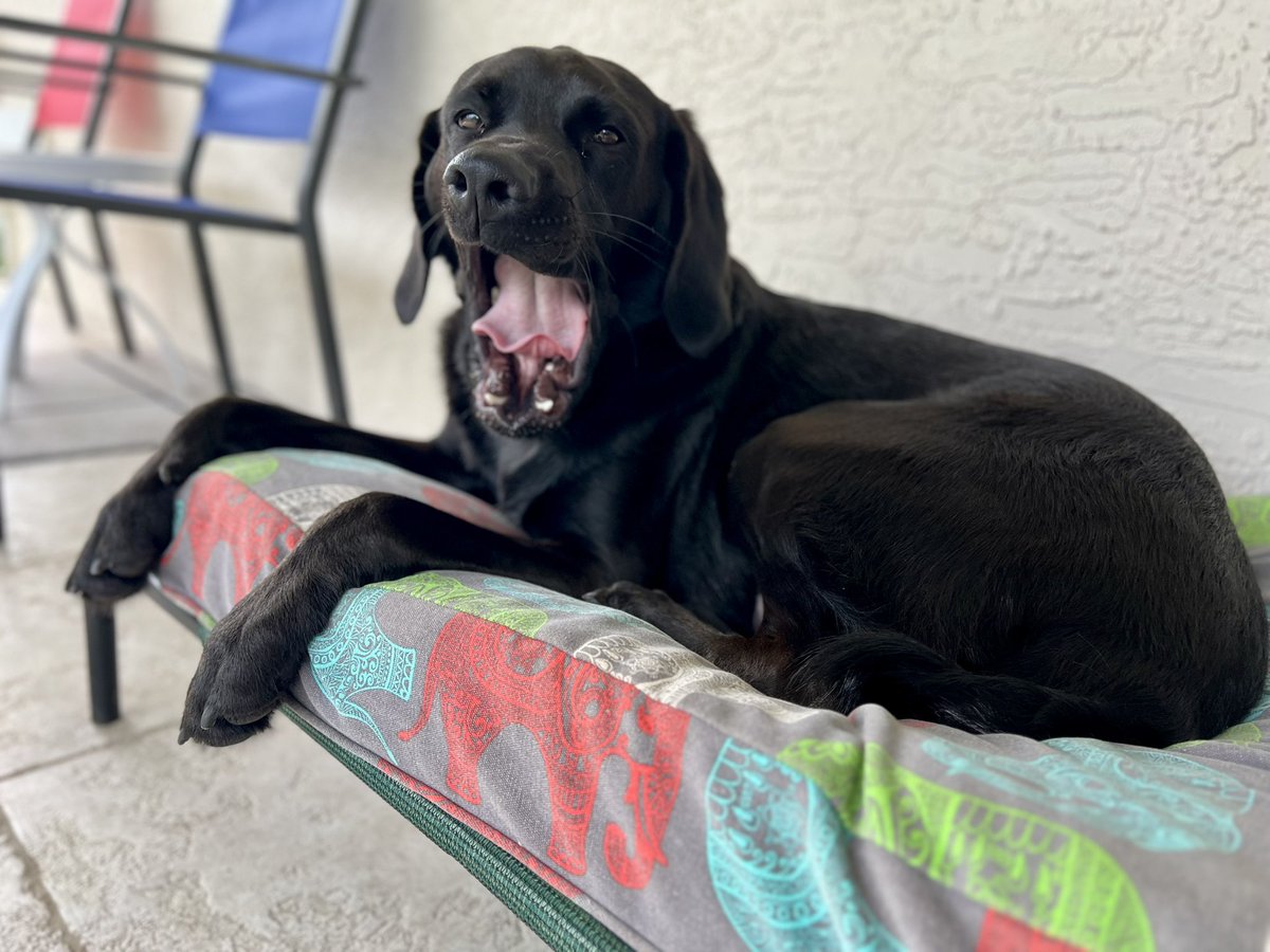 beachtv's tweet photo. #Sunday state of mind. #Waylon #WaylonTheDog #LabLife #LabZilla https://t.co/RU1BUDRcbx