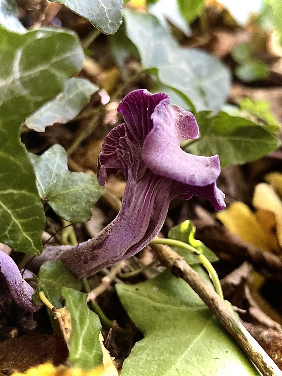 Laura_Stevens1's tweet photo. A collection of #Fungi I’ve spotted around #Surrey this autumn 

Part 1… https://t.co/qjLn2ZTtrX