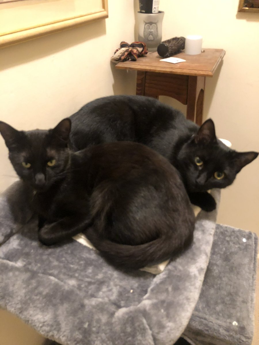 _beccafc's tweet image. my basil and beans ❤️ #nationalblackcatday