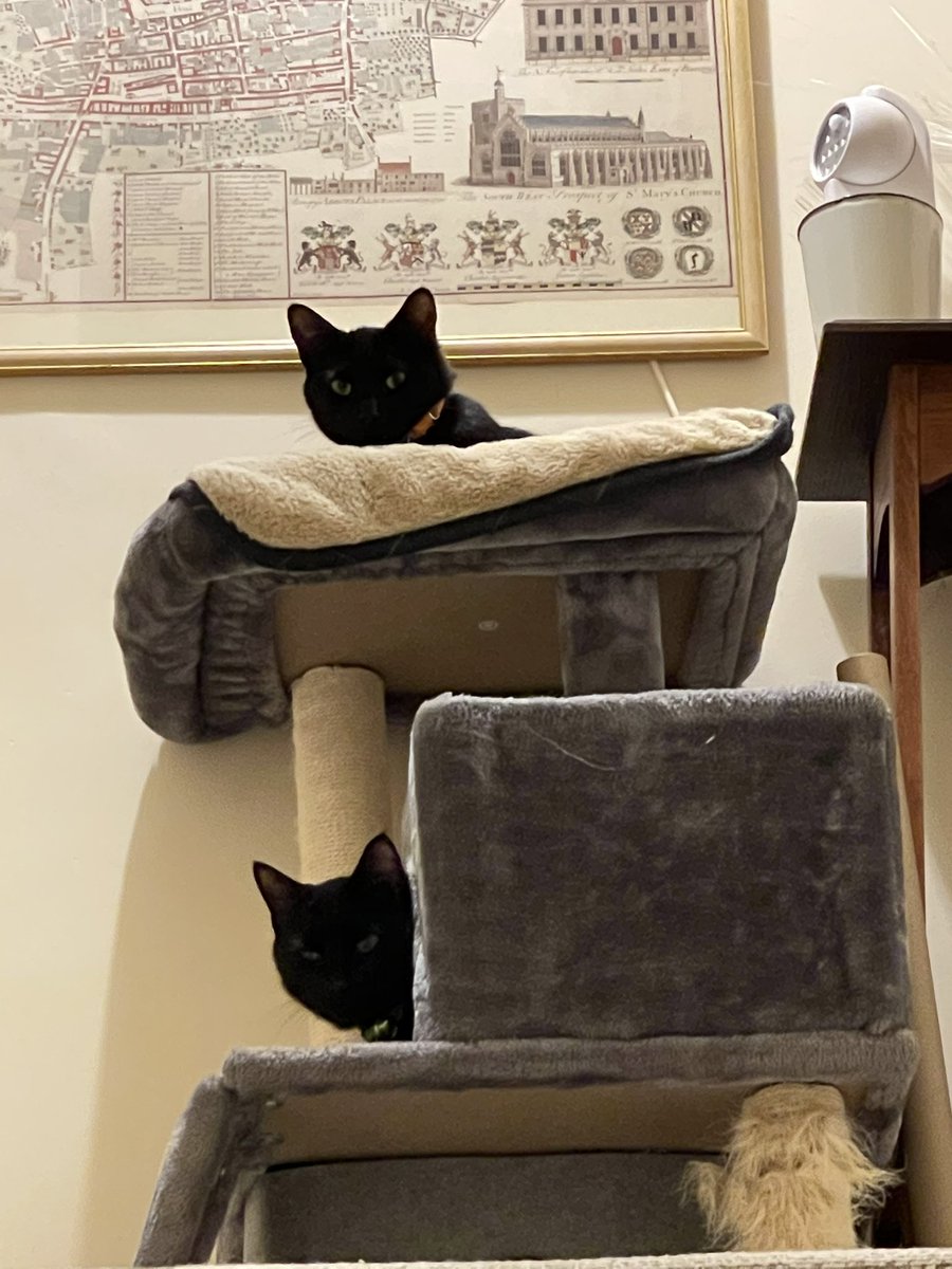 _beccafc's tweet image. my basil and beans ❤️ #nationalblackcatday