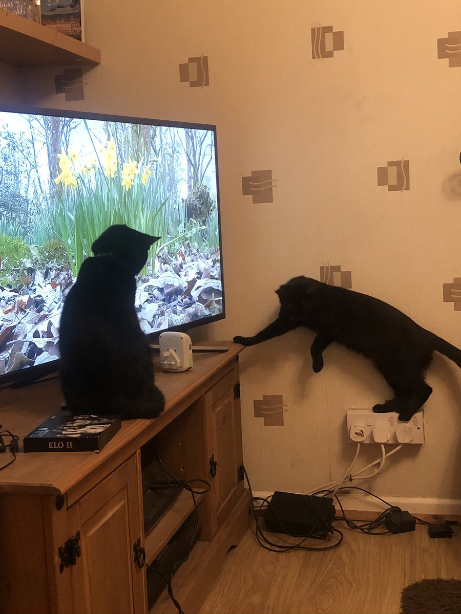 _beccafc's tweet image. my basil and beans ❤️ #nationalblackcatday