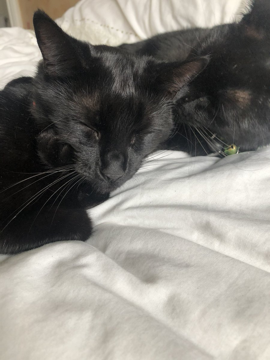 _beccafc's tweet image. my basil and beans ❤️ #nationalblackcatday