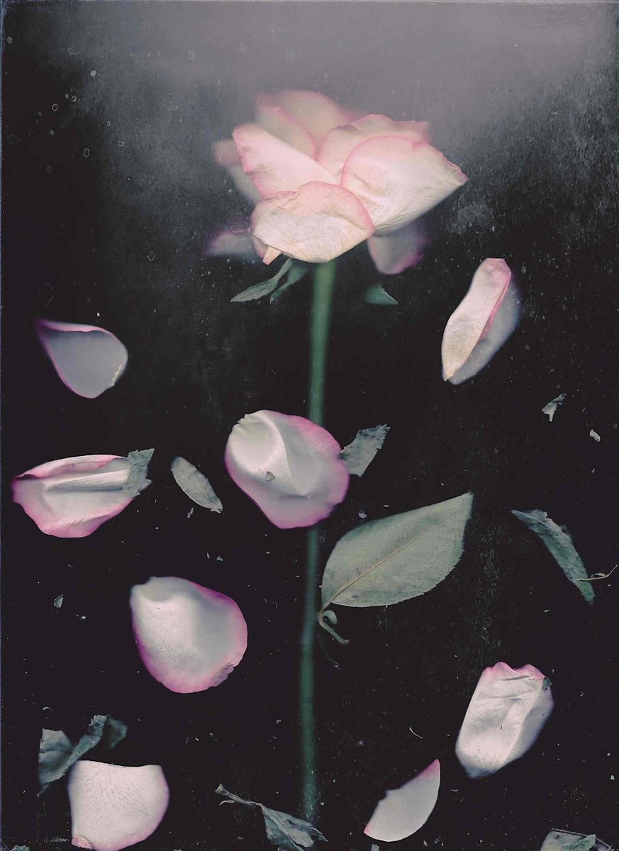 broken promises 

[made with a scanner]