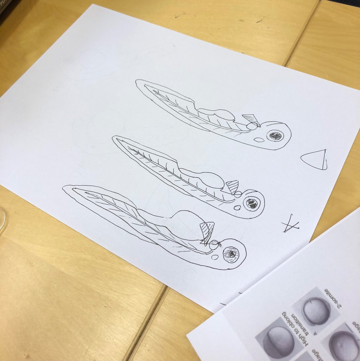 Last week we were teaching molecular biology students about zebrafish development. One of the tasks was to draw live embryos/larvae of different ages and guess the stages. We got some really beautiful drawings from this day! #zebrafish <a href="/goteborgsuni/">Göteborgs universitet / University of Gothenburg</a>