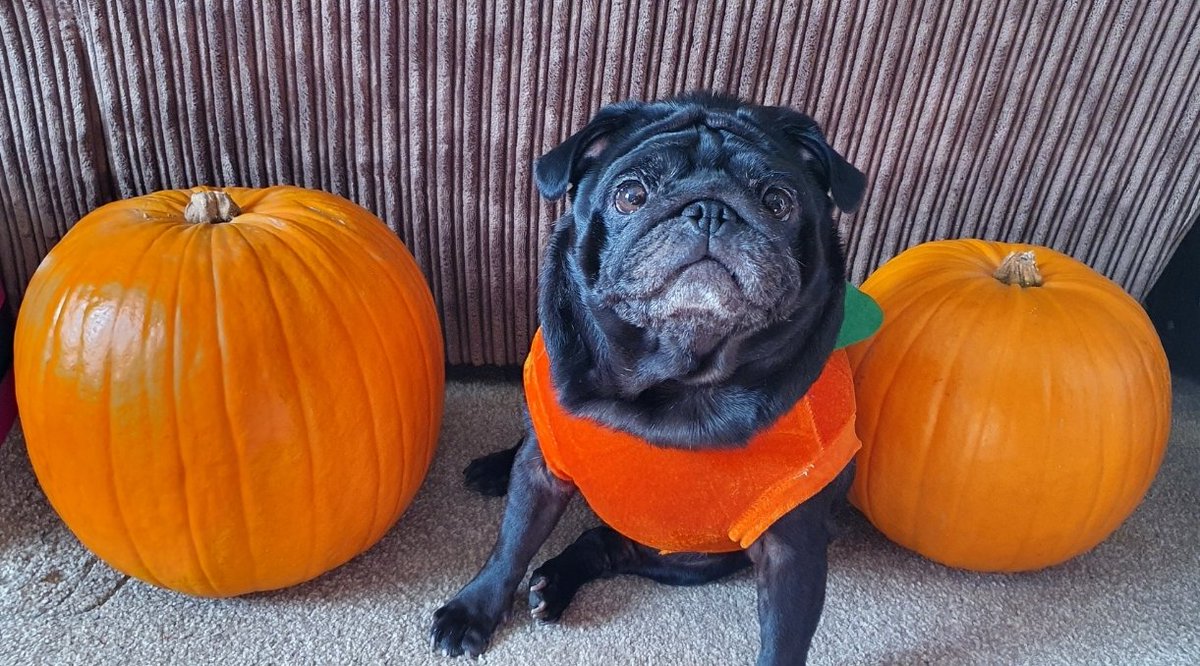 Ellie is ready for Halloween 😍