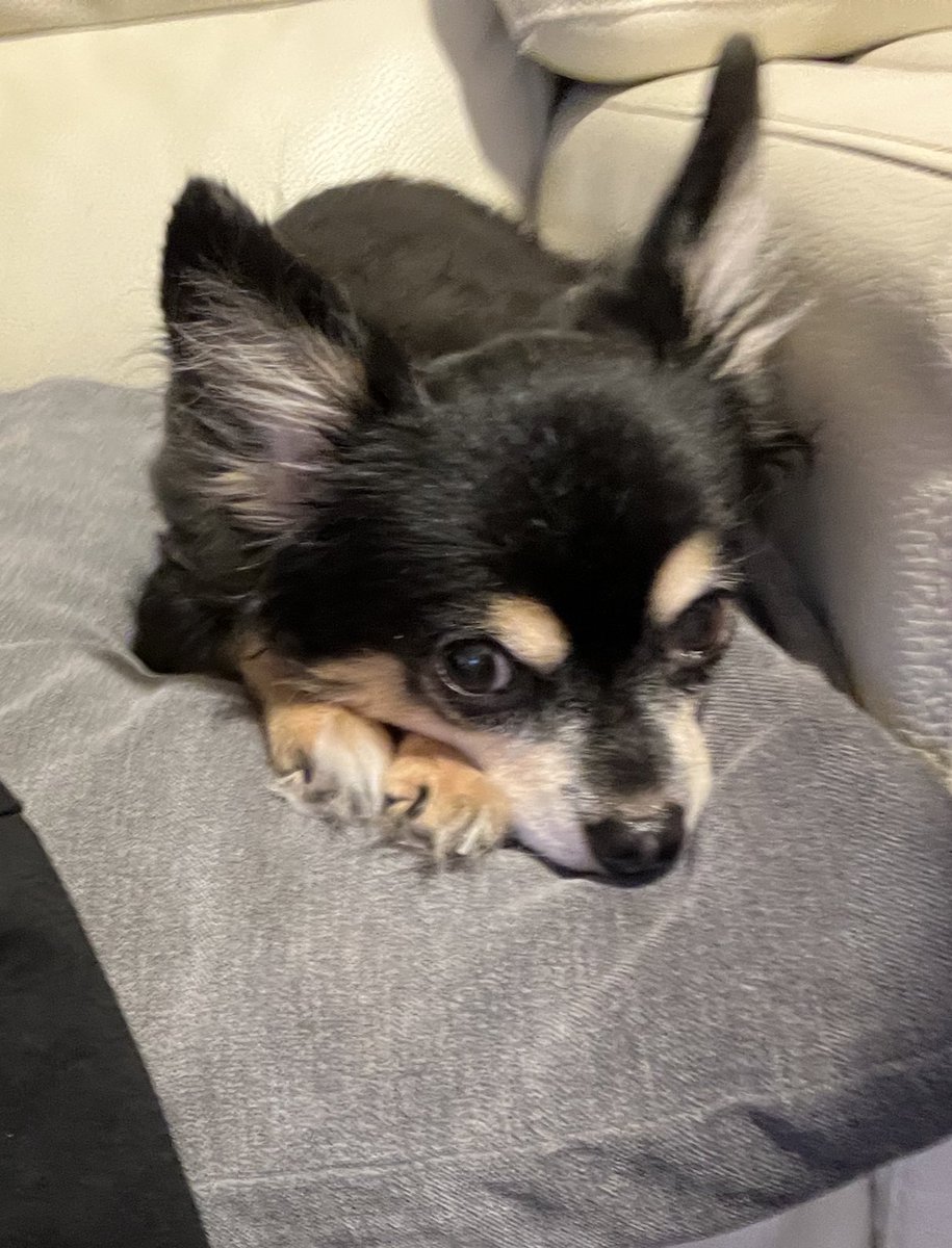 いなくなって1週間。
#迷子犬 #迷い犬 #保護犬 #愛犬 #チワワ 
#柴犬 #黒い犬 #ミックス #犬 #老犬 
#ペット #千葉県 #酒々井町 #京成酒々井駅
#佐倉市 #成田市 #富里市 #印西市 #八街市 #印旛 #印旛沼 #小型犬 #犬探してます 
#目撃情報 #拡散希望 ＃犬のいる生活 #犬のいる暮らし #脱走犬 #リポスト