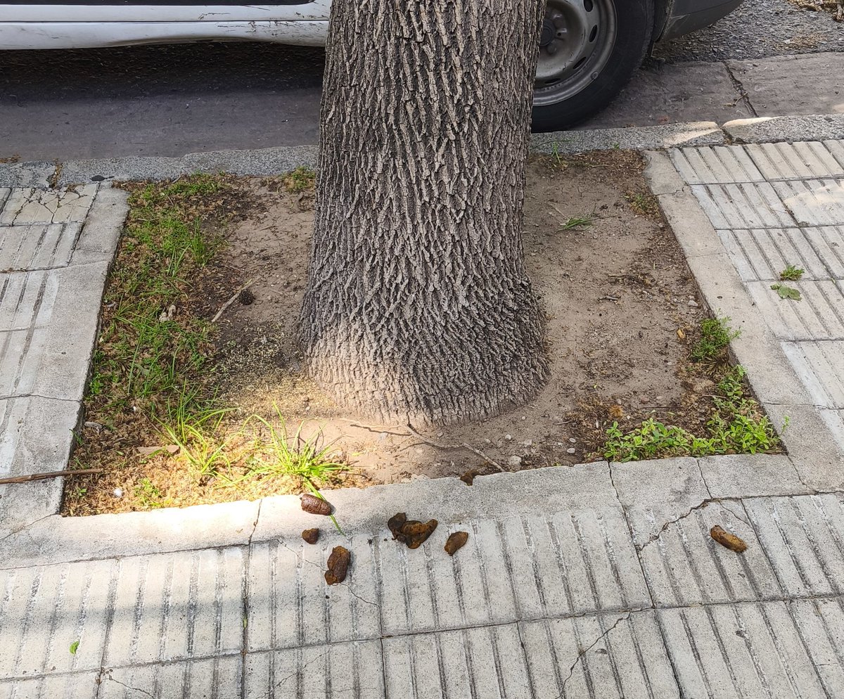 fabiantoller's tweet photo. Que lastima que todavía pasen estás cosas por #echesortu acá en #rosario https://t.co/AO4qJGOe6X