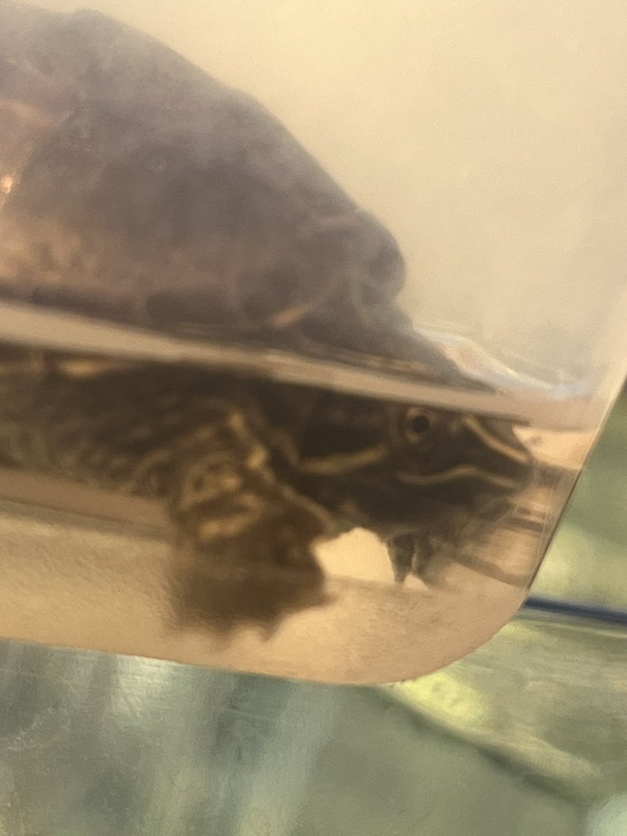 Zach Shafron tweet media