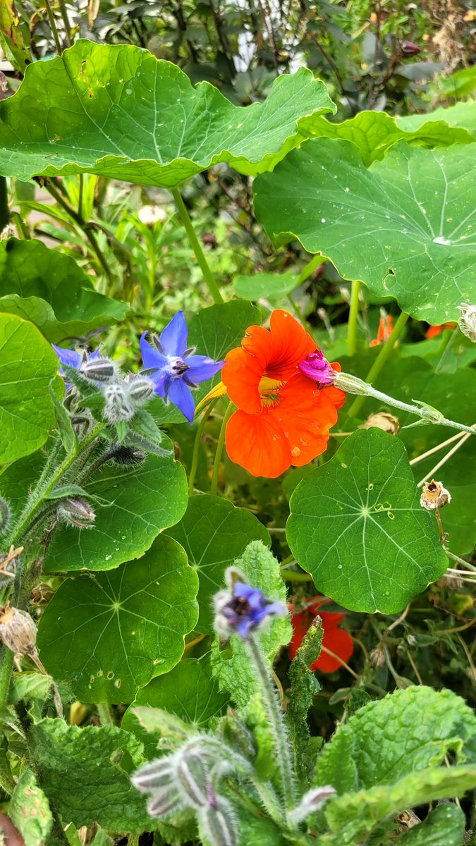 Pocolow's tweet photo. I don't think I've seen so many #summer plants flowering so late into #autumn. Its clear #climatechange is making our autumn's warmer and wetter. It's #november next week when years ago we'd normally have the first #snow of #winter #petunia #borage #Nasturtium #vebena https://t.co/ikS5ge0clu