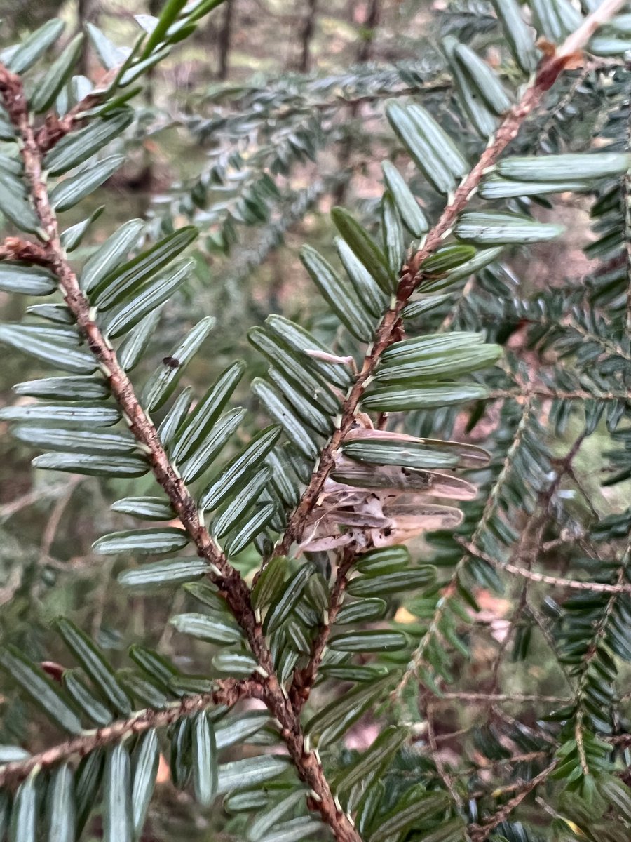 A beautiful day working with the Friends of Blue Mountain-Birch Cove Lakes to establish new hike routes and survey some hemlock stands for presence of invasive HWA! 🥾🍁

So grateful to our coalitions for working to steward our forests.🌲<a href="/FriendsBMBCL/">FriendsofBlueMtnBirchCoveLakes</a>