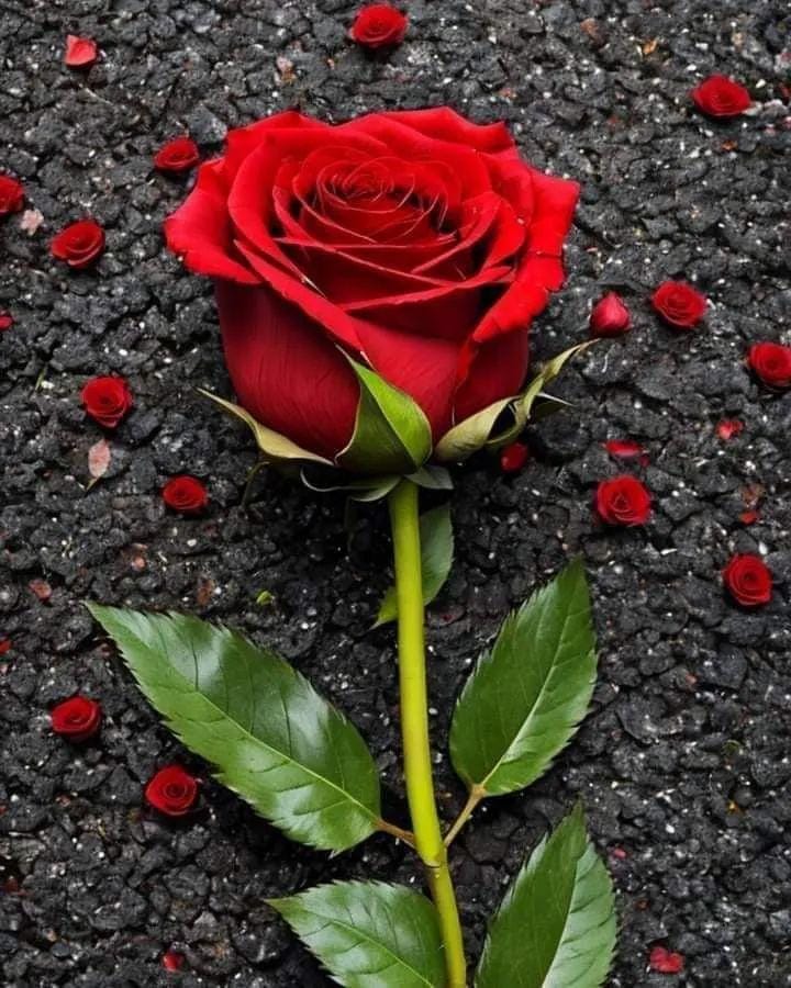 ❤️

*الناس منيحة معك لأنك انت منيح جرب أغلط وشوف الناس على حقيقتها والله مابتخلص من لسانهم لبعد مليـ.ـون سـ ـنة  لهيك الناس بكونو مواقف مو عدد*

❤️