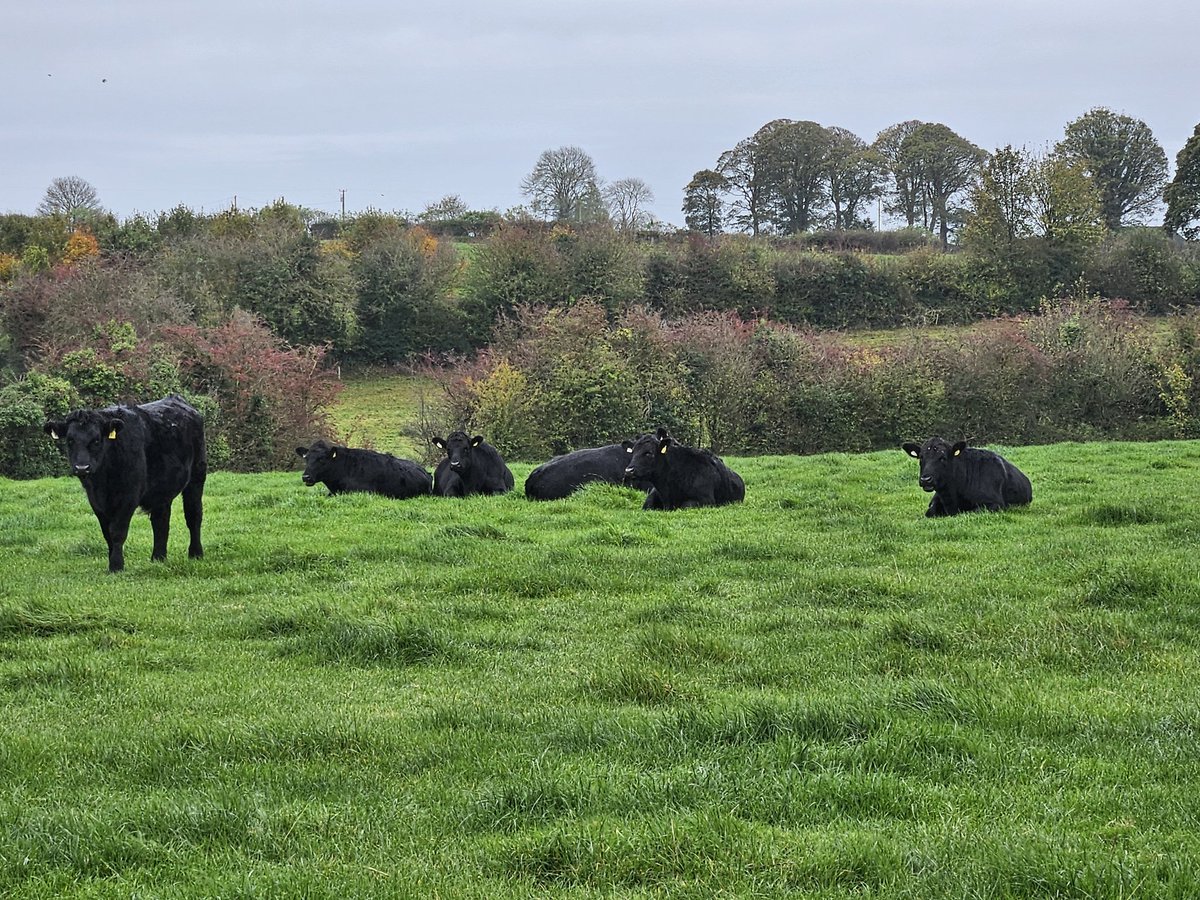 PatMull27553205's tweet photo. Cattle enjoying  ideal grazing conditions in late October, grass fed Irish beef at it's best, bio- diversity in spades, mature hedges laden with berries to feed the birds for the winter, shelter and wildlife corridors for all sorts
#grassfedirishbeef
#Anguscattle
#irishdairybeef https://t.co/QACXwx3PAx