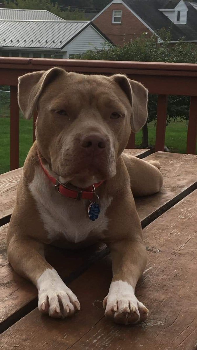 PitbullAddicts's tweet photo. 🤩❤️ https://t.co/SosbUKY3jx