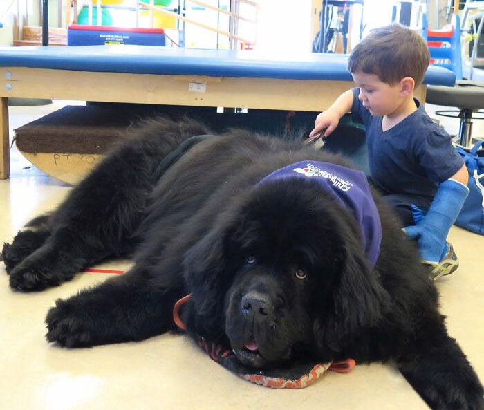 9. Este es Bonner, el perro de mi madre. Trabaja como perro de terapia en el hospital infantil