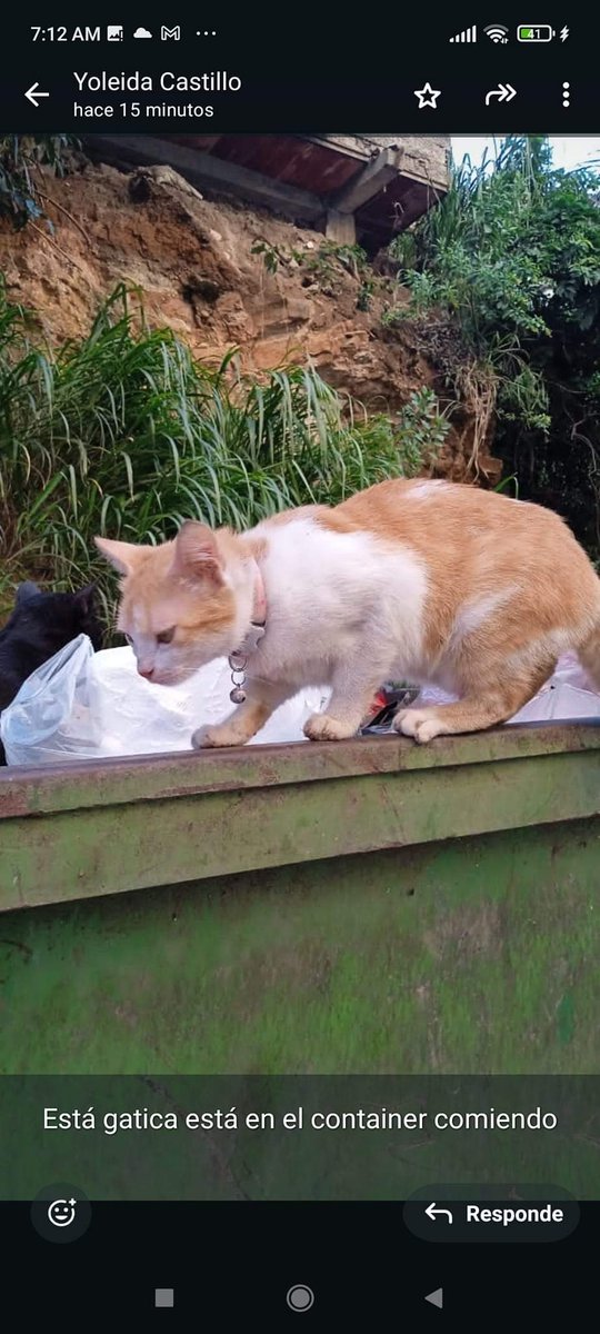 Reportan a esta gata en el bloque 1 de Ruperto Lugo Catia. Caracas. Apareció ayer allí. Se presume está EXTRAVIADA