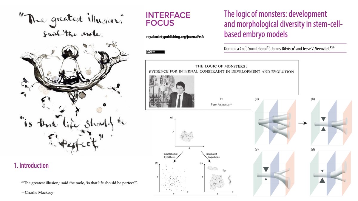jesse veenvliet @jesseveenvliet.bsky.social (@jvveenvliet) on Twitter photo 📢 Check our new piece! We conceptualize stem-cell-based embryo models as developmental monstrosities, which can uncover ‘hidden’ rules & developmental constraints that robustly shape & pattern the embryo. <a href="/mpicbg/">MPI-CBG Dresden</a> <a href="/PoLDresden/">Physics of Life Dresden</a> <a href="/YaleGenetics/">Yale Department of Genetics</a> <a href="/TheCrick/">The Francis Crick Institute</a> (1/n)
royalsocietypublishing.org/doi/10.1098/rs… 📢 Check our new piece! We conceptualize stem-cell-based embryo models as developmental monstrosities, which can uncover ‘hidden’ rules & developmental constraints that robustly shape & pattern the embryo. <a href="/mpicbg/">MPI-CBG Dresden</a> <a href="/PoLDresden/">Physics of Life Dresden</a> <a href="/YaleGenetics/">Yale Department of Genetics</a> <a href="/TheCrick/">The Francis Crick Institute</a> (1/n)
royalsocietypublishing.org/doi/10.1098/rs…