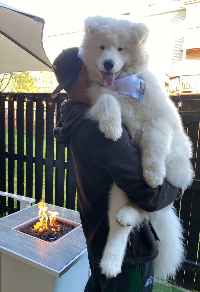 Perros que no entienden lo GRANDES que son

🧵 Hilo

1. Gus tiene 6 meses y os desea buen día