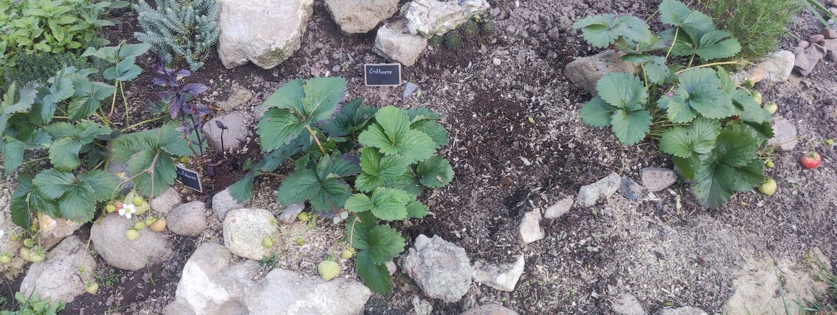 Zeitumstellung auf Winter-Zeit. 

Meine Erdbeeren haben davon noch nicht so viel mitbekommen. 😄