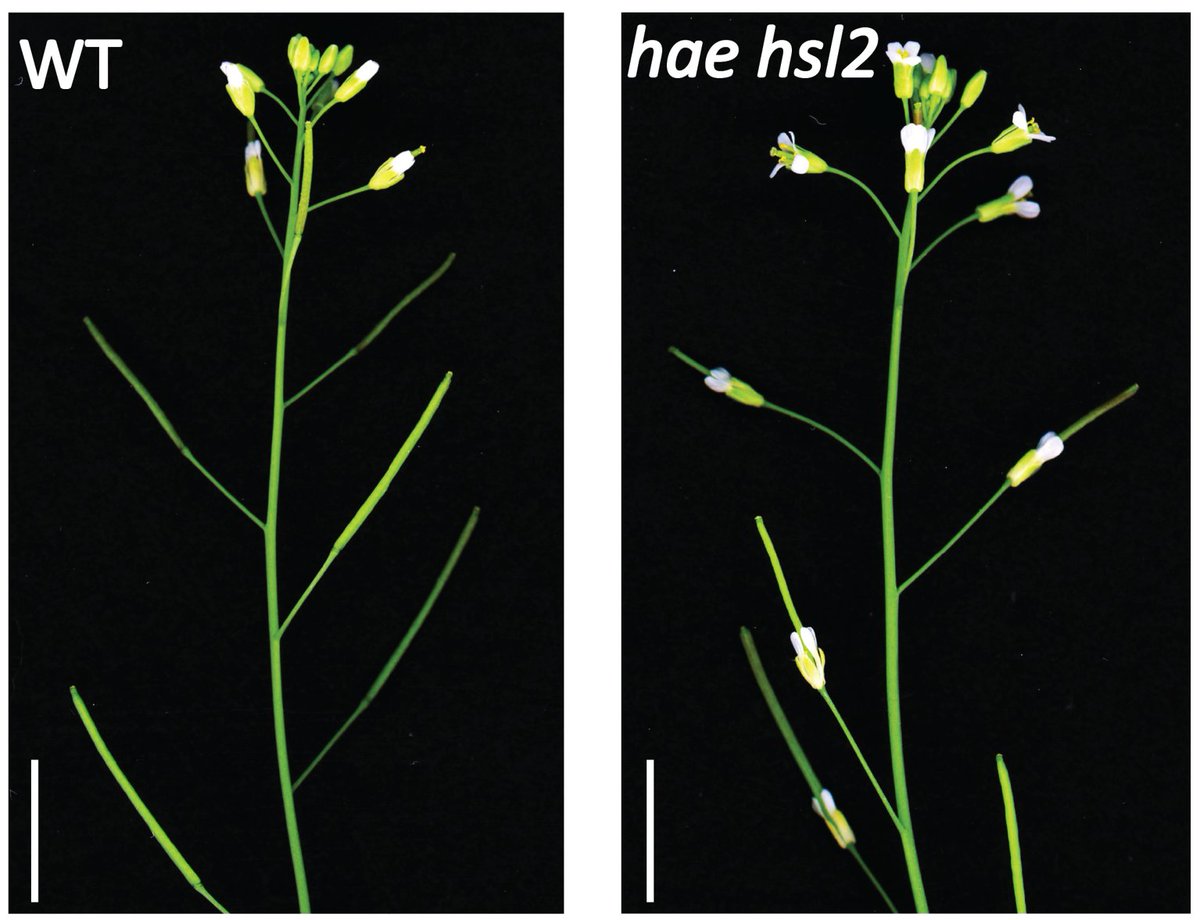 I_W_Taylor's tweet photo. 1/6 🎉Excited to share my final major paper bridging my PhD at Mizzou &amp; postdoc at Duke, now in @PNASNews! We uncover simple and elegant mechanisms Arabidopsis uses to limit floral abscission signaling.  Link: https://t.co/mJGpMkQfYH https://t.co/j5aaXeAqNz