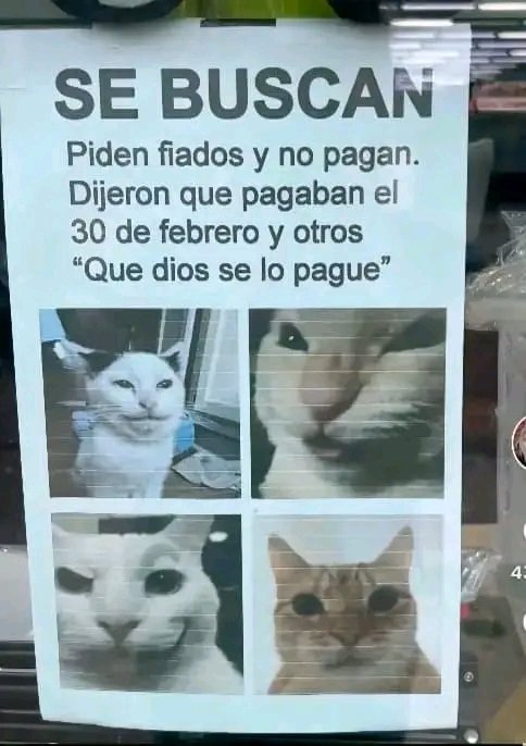 tiofelino2's tweet photo. Se buscan 😅🐱🐾 https://t.co/Qn0dHPkyrG