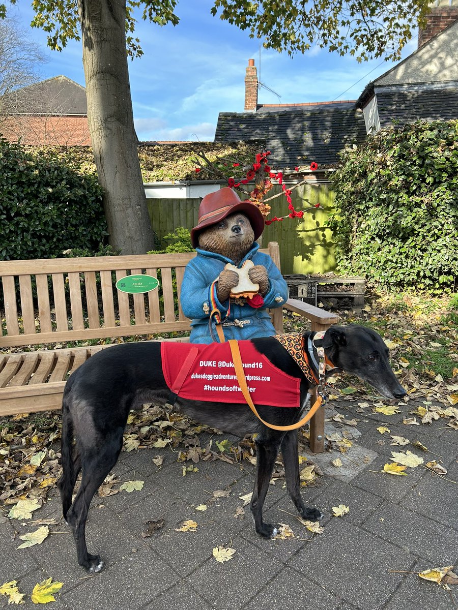 DukeHound16's tweet photo. I met this fella on a bench looking a bit lonely. I asked him if he wanted to take me for a walk but he insisted he needed to finish his sandwich first. #Paddington #PaddingtonTrail https://t.co/jjGEOqTocr