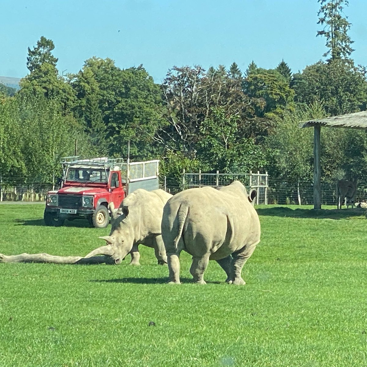 hft1472's tweet image. #BlairDrummondSafariPark #Scotland #September2021