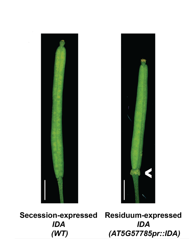I_W_Taylor's tweet photo. 5/6 🔬Misexpressing IDA in the remaining cells caused an abscission-signaling overactivation phenotype, highlighting how this spatial control is crucial for balanced abscission. https://t.co/LtxxqrMhkN