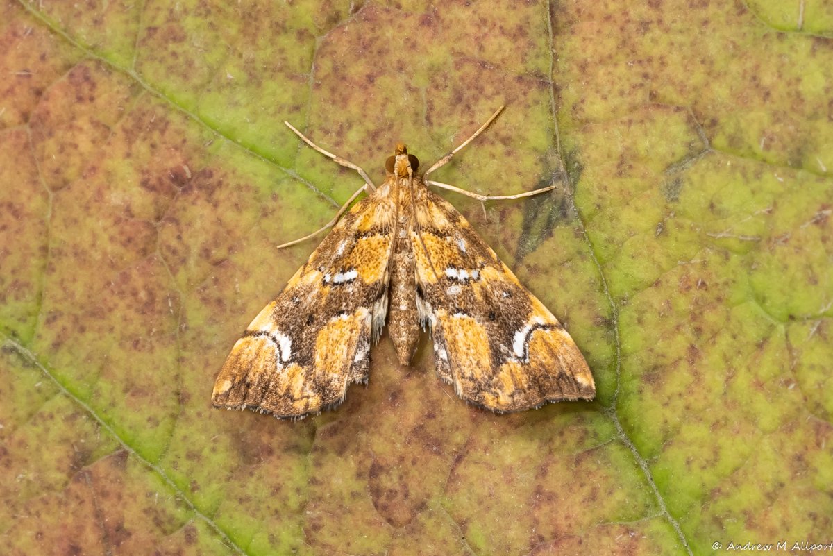 Andrew M Allport (@amallport) on Twitter photo Musotima nitidalis (Marbled Fern) on the sheet next to the trap this morning, Driffield, East Yorkshire. New to the county just a few weeks ago. I believe there have now been at least 7 individuals in Yorkshire including this one.
<a href="/MigrantMothUK/">Migrant Lepidoptera</a> <a href="/DoubleKidney/">Charles Fletcher</a> <a href="/BC_Yorkshire/">Butterfly Conservation Yorkshire</a> Musotima nitidalis (Marbled Fern) on the sheet next to the trap this morning, Driffield, East Yorkshire. New to the county just a few weeks ago. I believe there have now been at least 7 individuals in Yorkshire including this one.
<a href="/MigrantMothUK/">Migrant Lepidoptera</a> <a href="/DoubleKidney/">Charles Fletcher</a> <a href="/BC_Yorkshire/">Butterfly Conservation Yorkshire</a>
