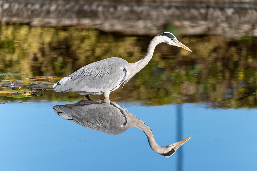 DougieDing's tweet photo. Grey Heron in a reflective mood @eatonparkfriend https://t.co/fWmjqyW6Lg