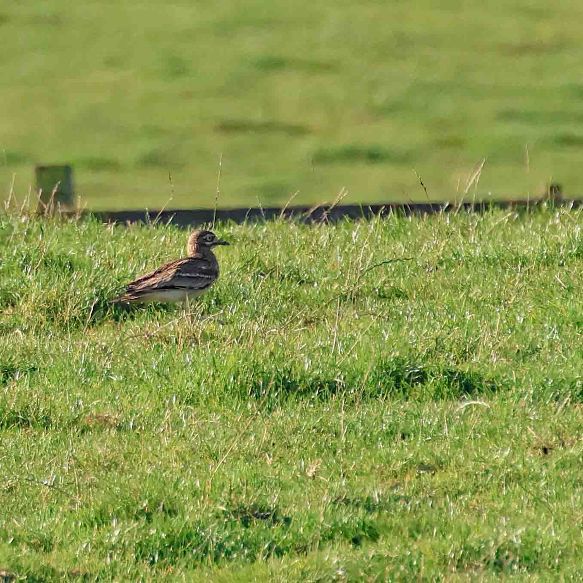 cwbell64's tweet photo. Stone Curlew (distant record photographs) at Filey Birders East Lea Reserve, Filey, (members only) this morning. Bird unfortunately seems to have no use of one leg. @FileyBirdObs https://t.co/BGnHzs6TFS