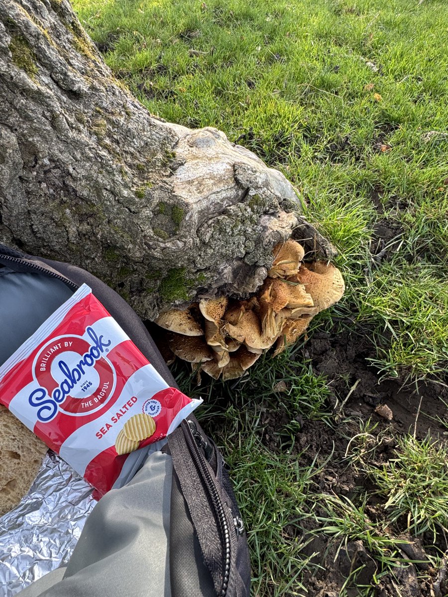 phil_d13's tweet image. Today’s homemade cheese &amp;amp; pickle #lunchwithaview. Additional fresh fungi topping 😋🤣🤣