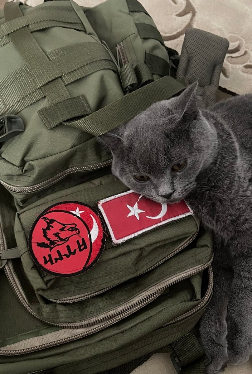 TURK1CCULTURE's tweet photo. Cats love Turkish flag 🇹🇷😻 https://t.co/UtDqrrrK6w
