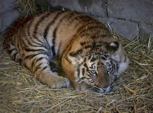 galluzzilucio's tweet photo. 11/#oro e #diamanti ➡️ provenienti da zone di conflitto ⬅️, opere d’#arte rubate, specie #animali e piante #protette. https://t.co/tI6qH9yHr7