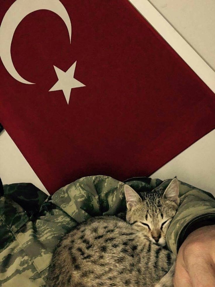 TURK1CCULTURE's tweet photo. Cats love Turkish flag 🇹🇷😻 https://t.co/UtDqrrrK6w
