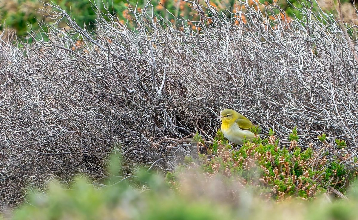 Tennessee Warbler, Vermivora peregrina photographed at Cabo Peñas, Asturias by Daniel López Velasco - the 1st record for Spain and 26th for WP